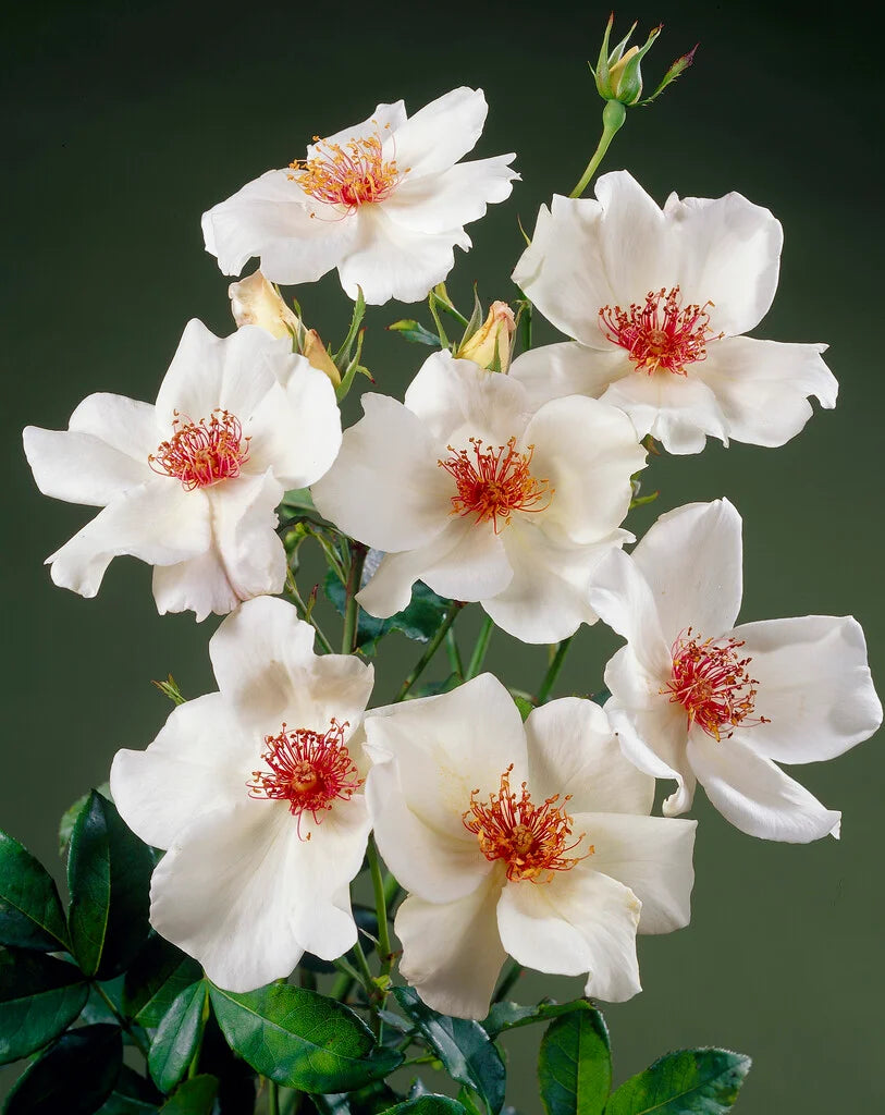 White Winged Flower seeds for Planting - Cottage Garden Essential, Heirloom & GMO Free Seeds for Home Garden