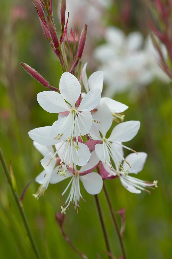 Gaura Flower seeds for Planting - Sun Loving, Heirloom & GMO Free Seeds for Home Garden