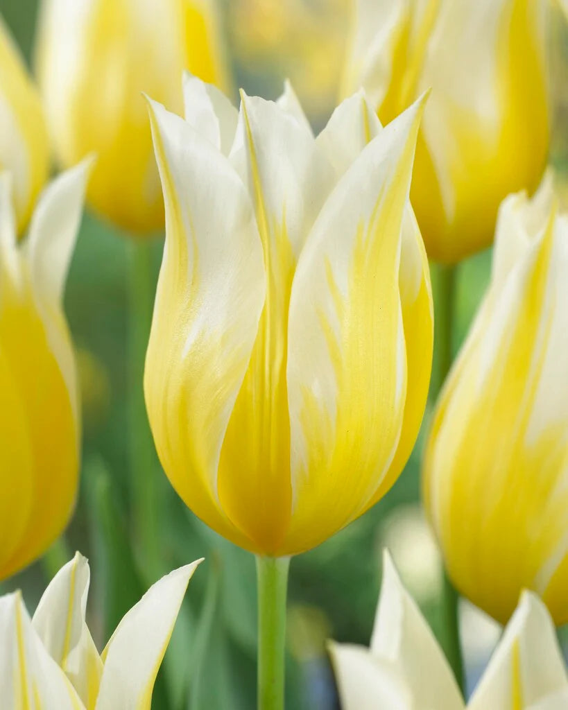 Yellow White Tulip Flower seeds for Planting - Shade Tolerant, Heirloom & GMO Free Seeds for Home Garden