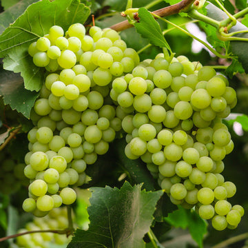 Buy Green Grape Seeds Online – Vitis vinifera Variety for Vineyards