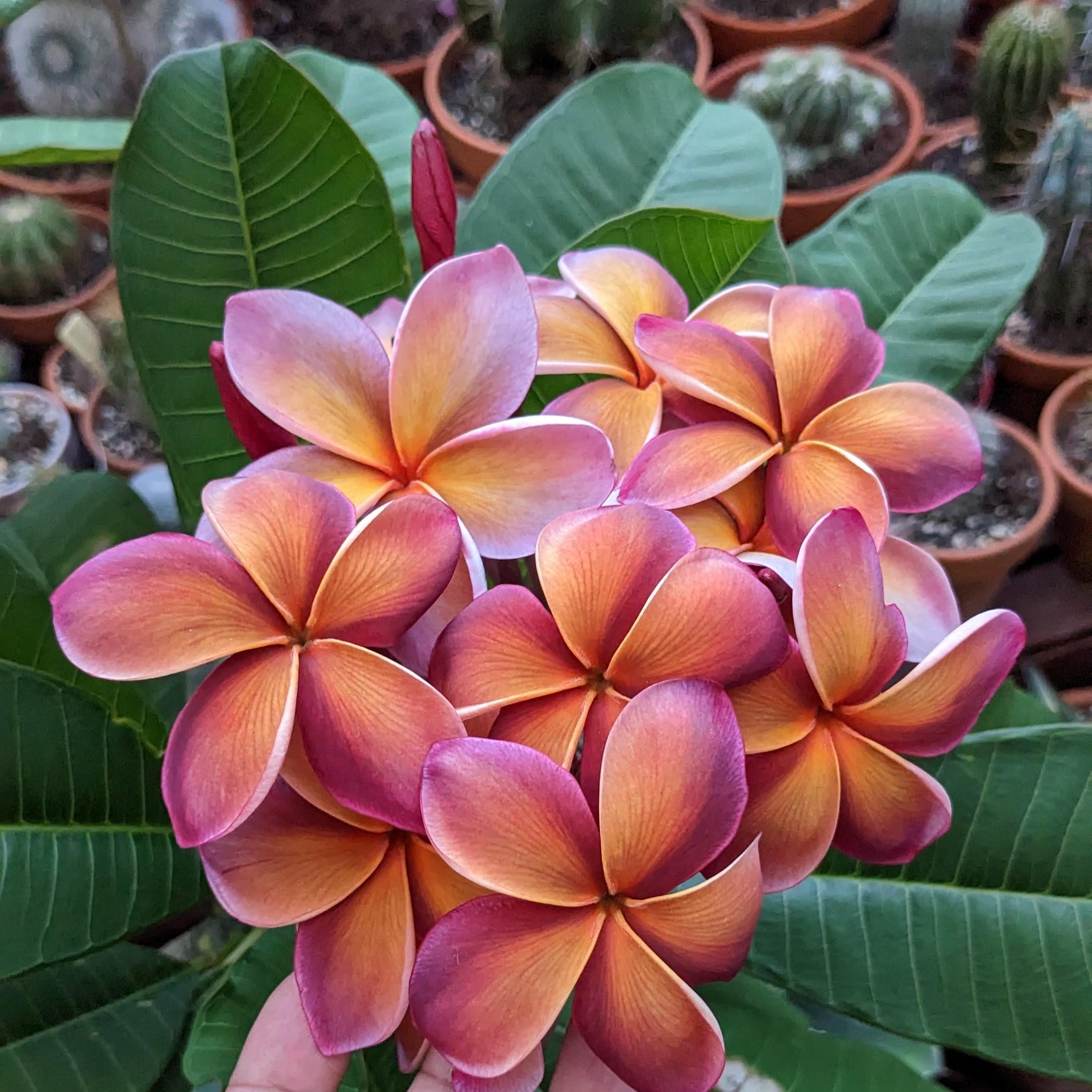 Purple Yellow Frangipani Flower seeds for Planting - Compact Growth, Heirloom & GMO Free Seeds for Home Garden