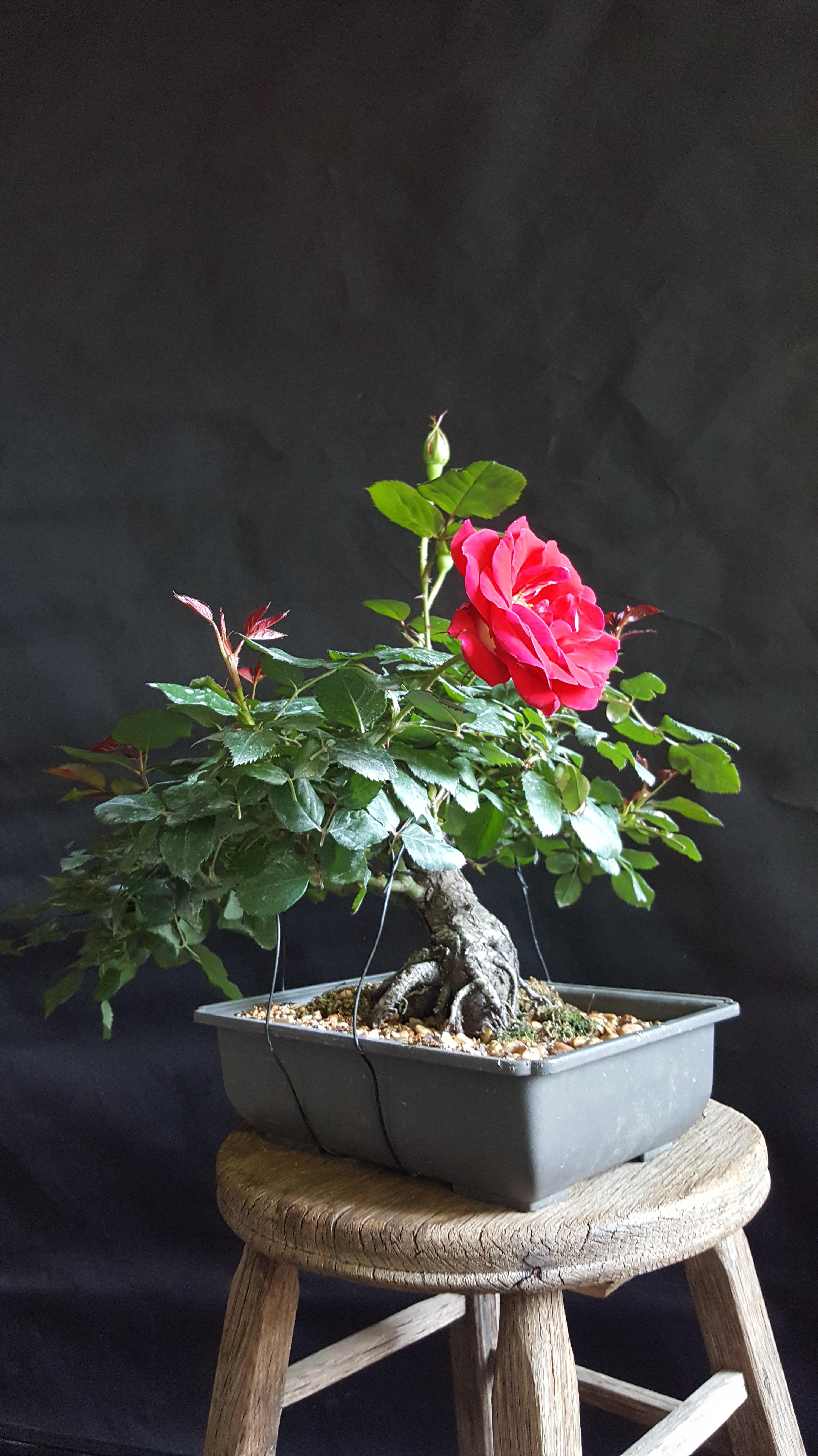 Bonsai Rose Flower seeds for Planting Hardy Variety Heirloom & GMO Free Seeds for Home Garden