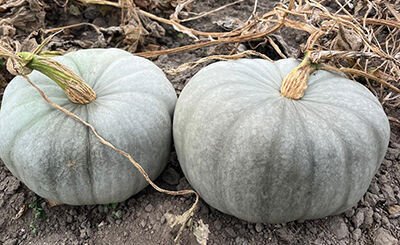 Gray Triamble Pumpkin Seeds for Planting