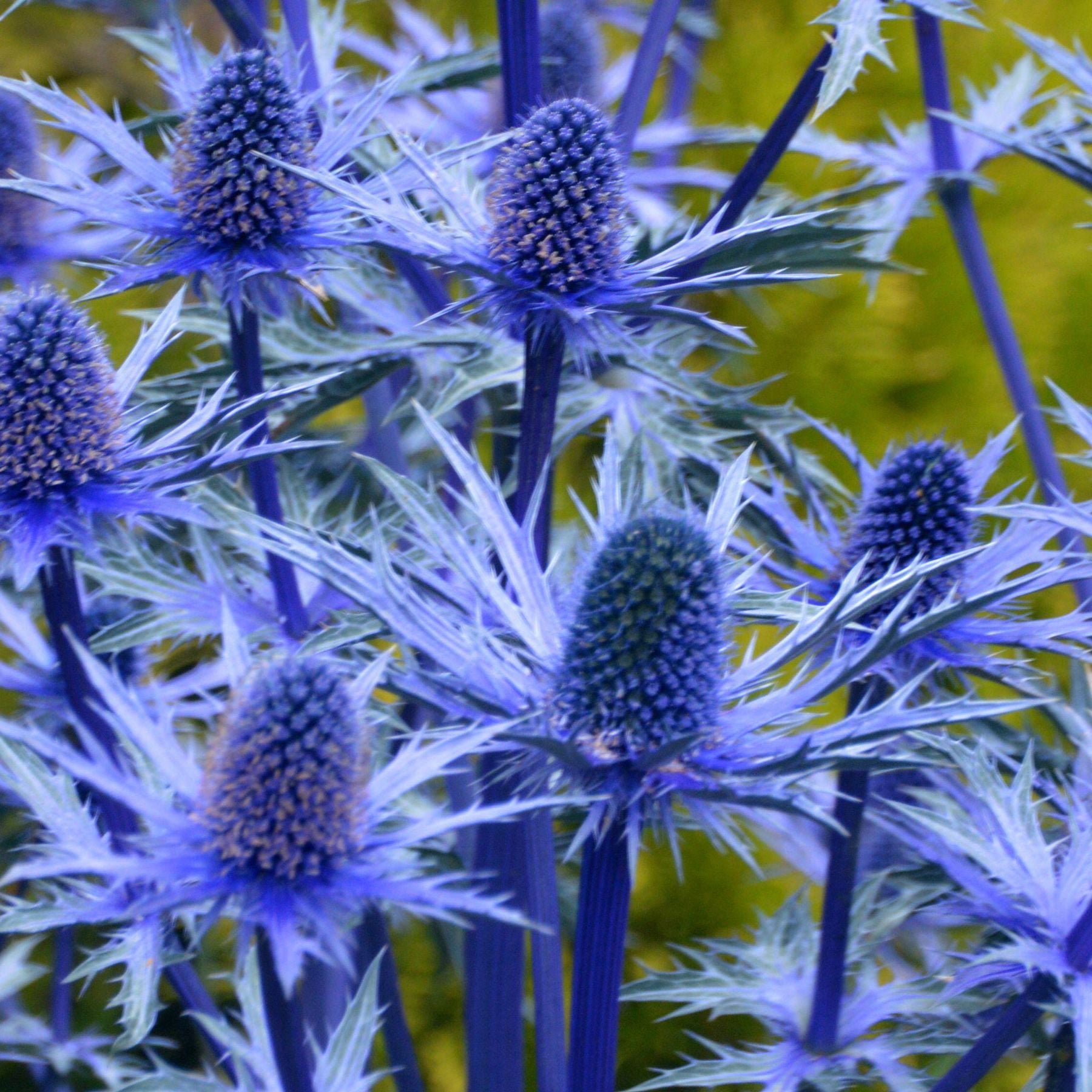 Sea Blue Holly Flower Planting  Seeds for Stunning Blooms in Your Garden