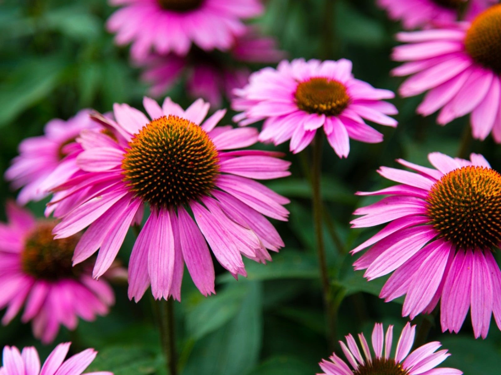 Coneflower Flower seeds for Planting Vibrant Colors Heirloom & GMO Free Seeds for Home Garden