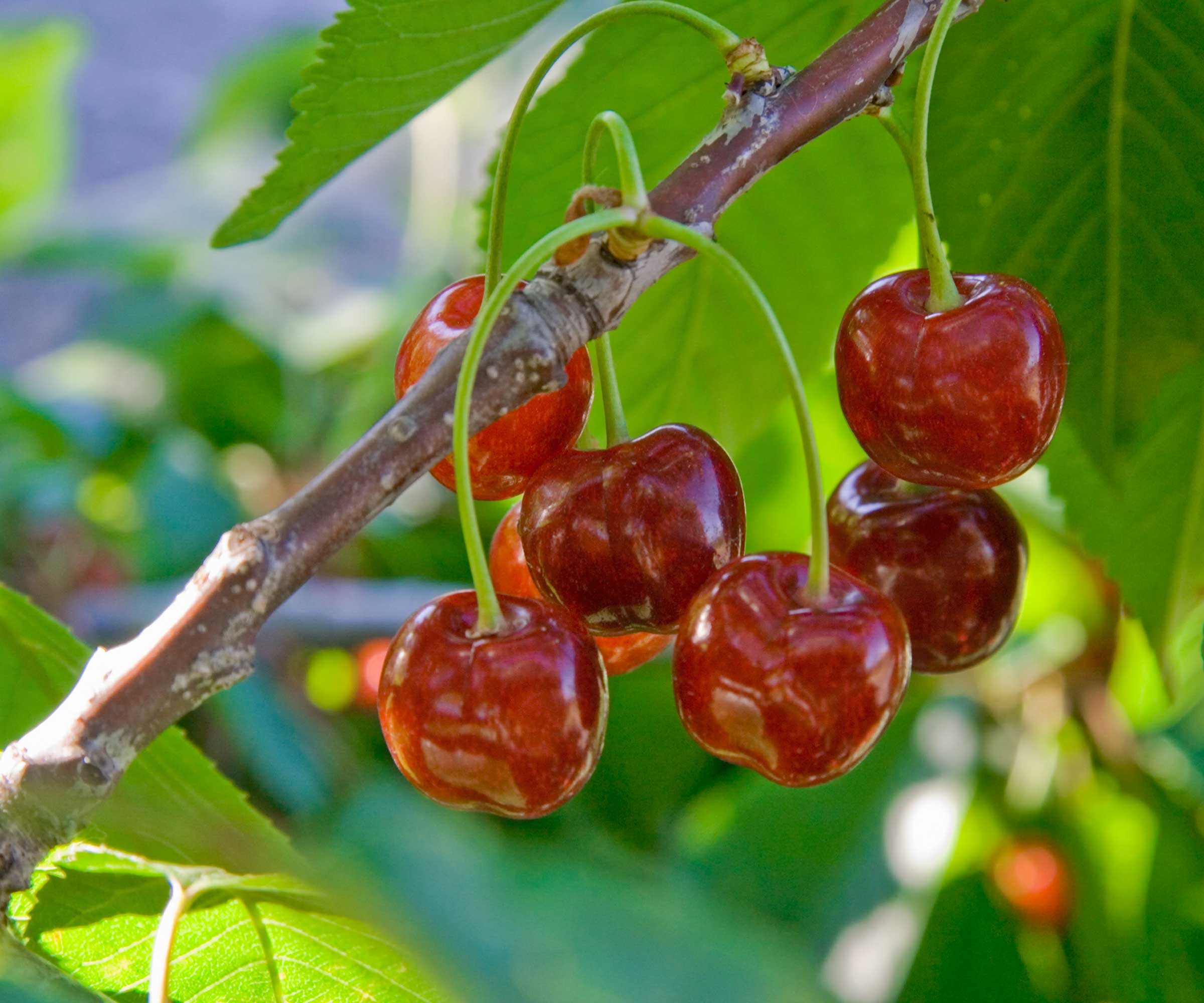 Barry's Cherry Seeds for Planting  Delicious Fruit Planting Seeds