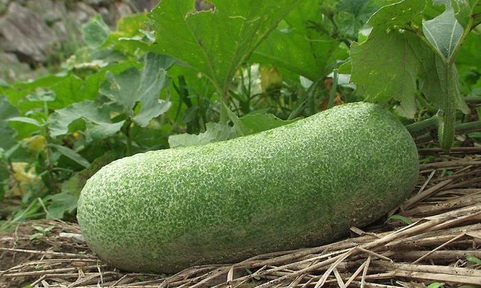 Wax Gourd Planting Seeds  Ideal for Your Vegetable Garden