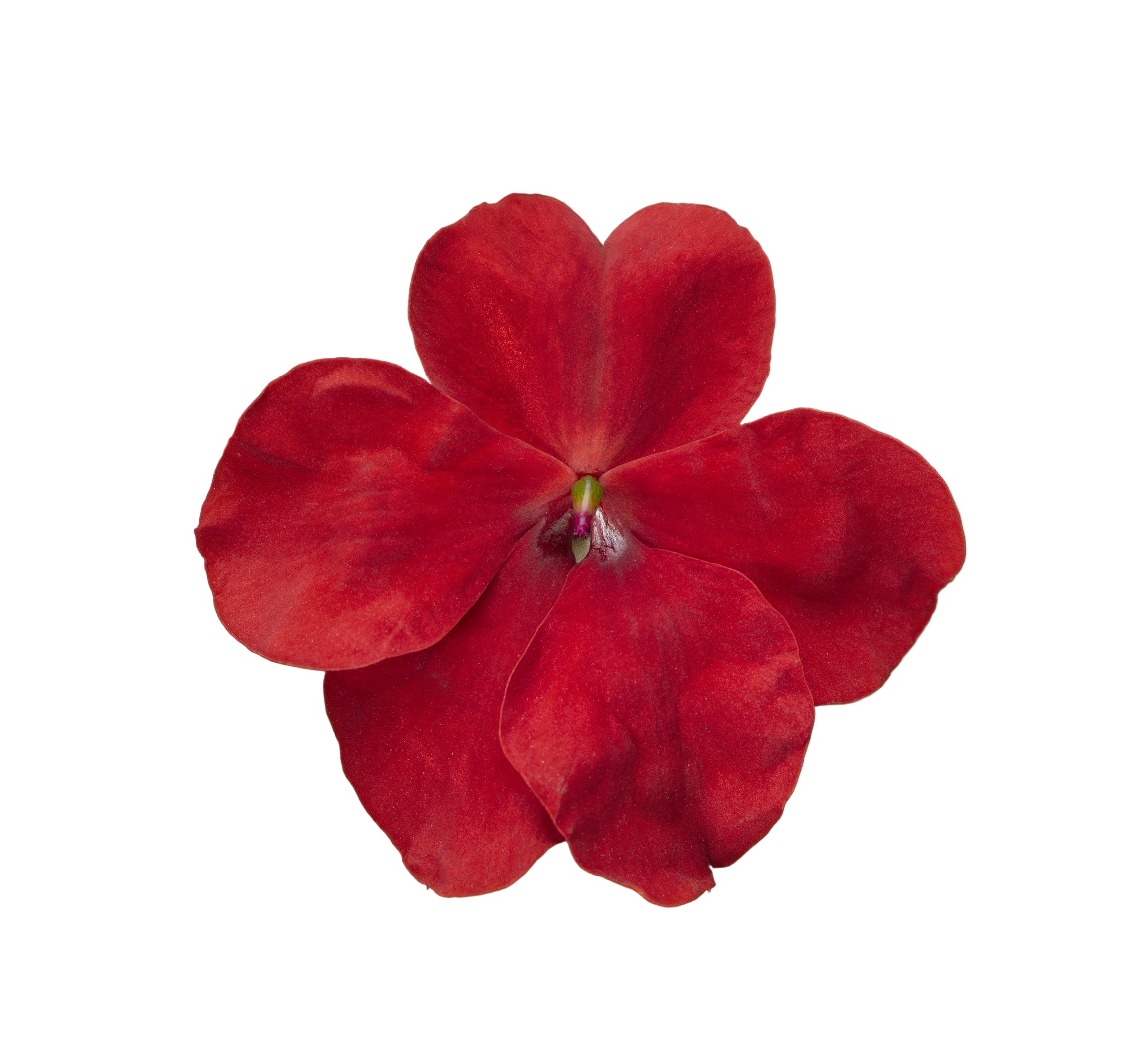 Walleriana Flower Seeds - Premium Hardy Blooms For Vibrant Gardens
