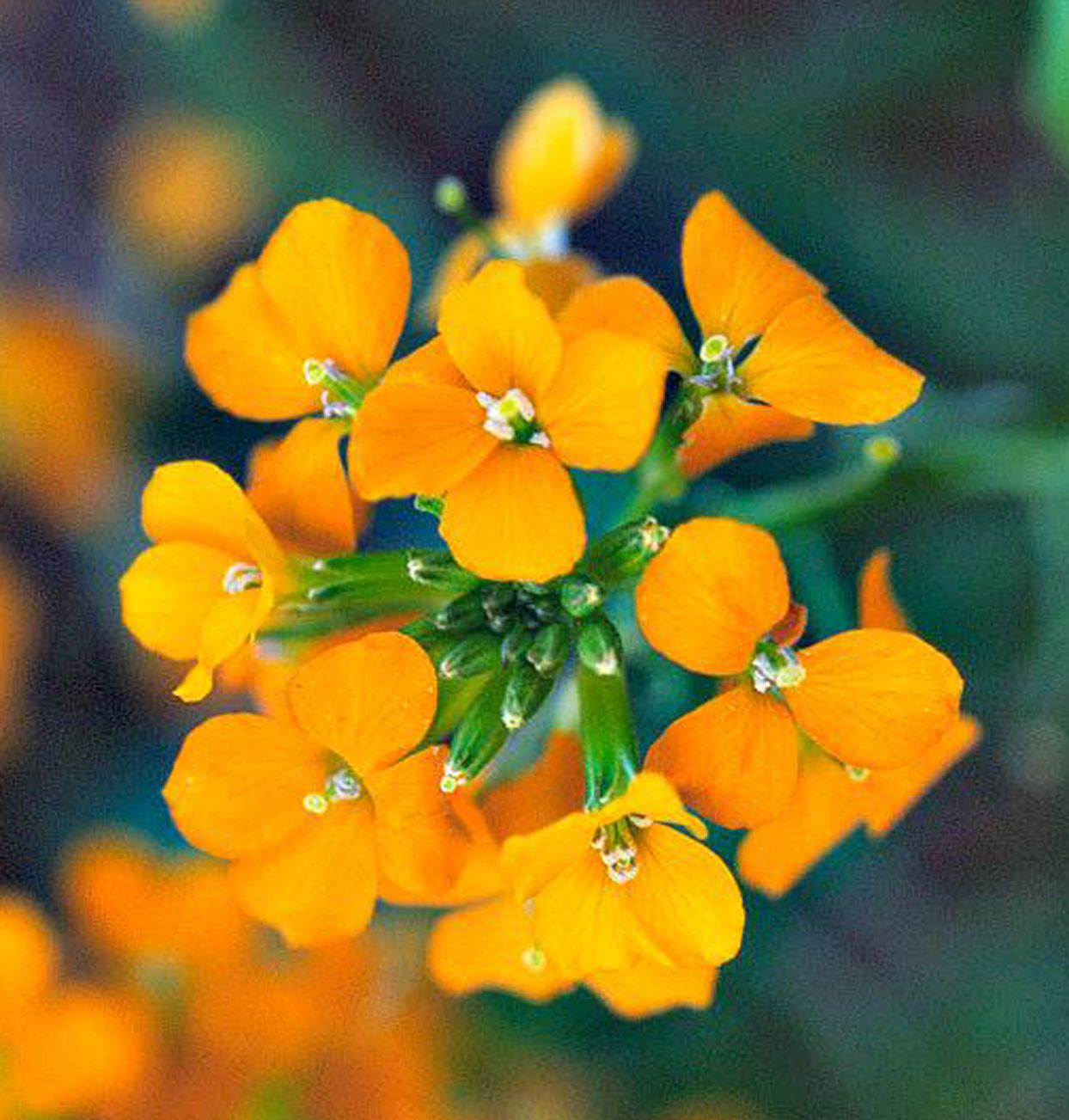 Orange Wallflower Flower seeds for Planting - Drought Tolerant, Heirloom & GMO Free Seeds for Home Garden