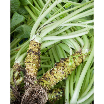 Wasabi Vegetable Seeds for Planting
