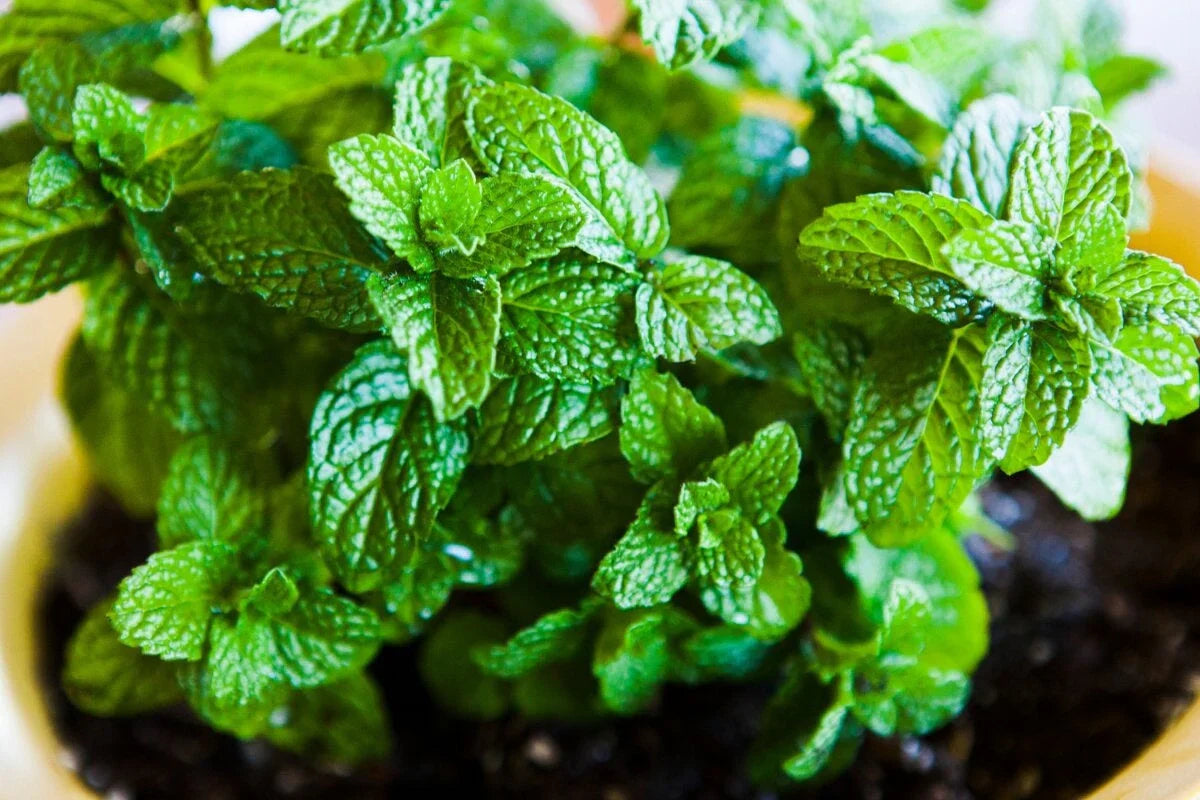 Water Mint herb plant growing near pond edge