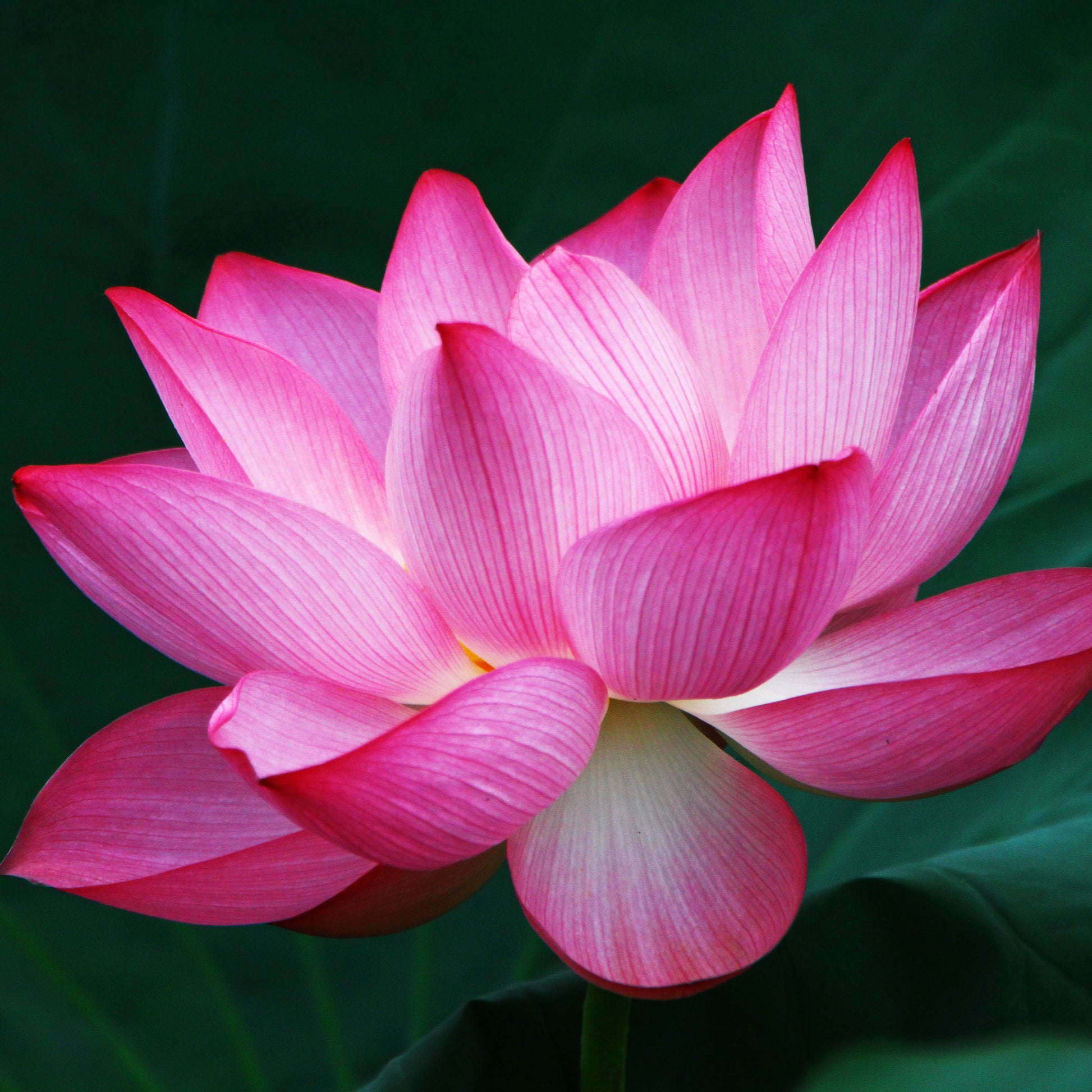 Sacred Lotus Flower Seeds – Ornamental Aquatic Plant for Ponds