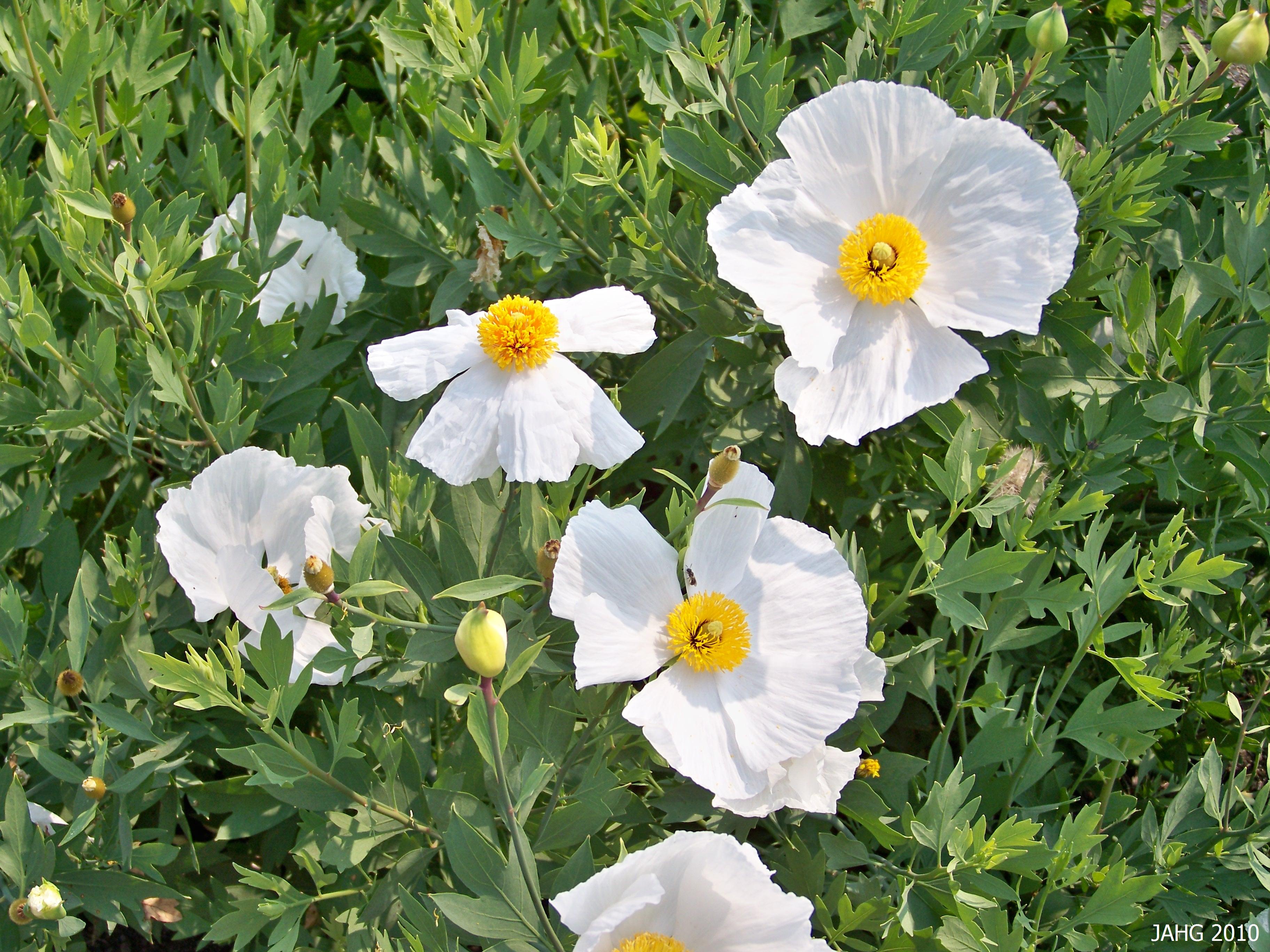 Coulteri Flower Seeds for Planting  Vibrant Blooms for Your Garden - Evergrowseeds