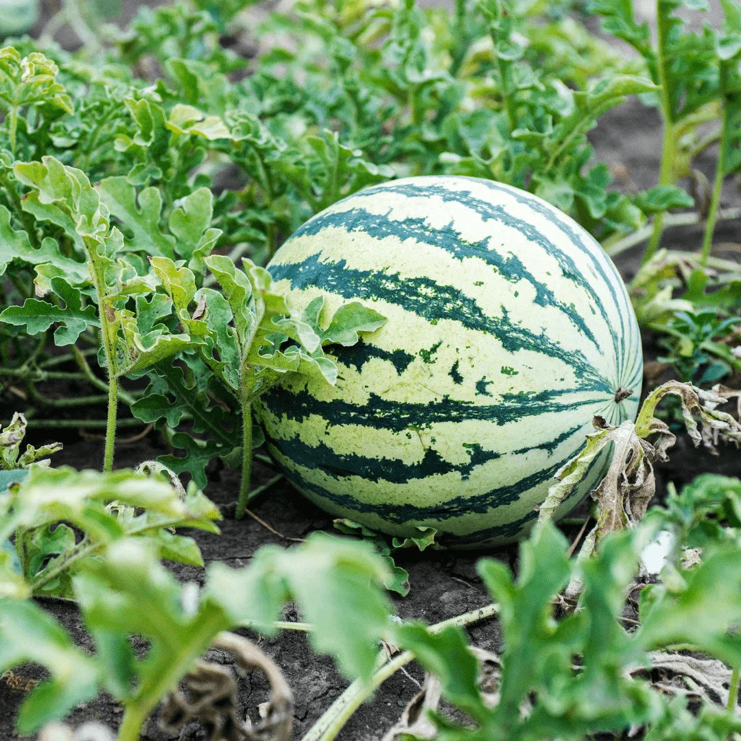 High-Quality Watermelon Seeds for Fruit Planting