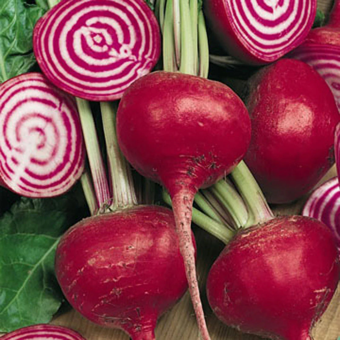 Watermelon Radish Seeds – Organic Heirloom Variety with Pink Centers