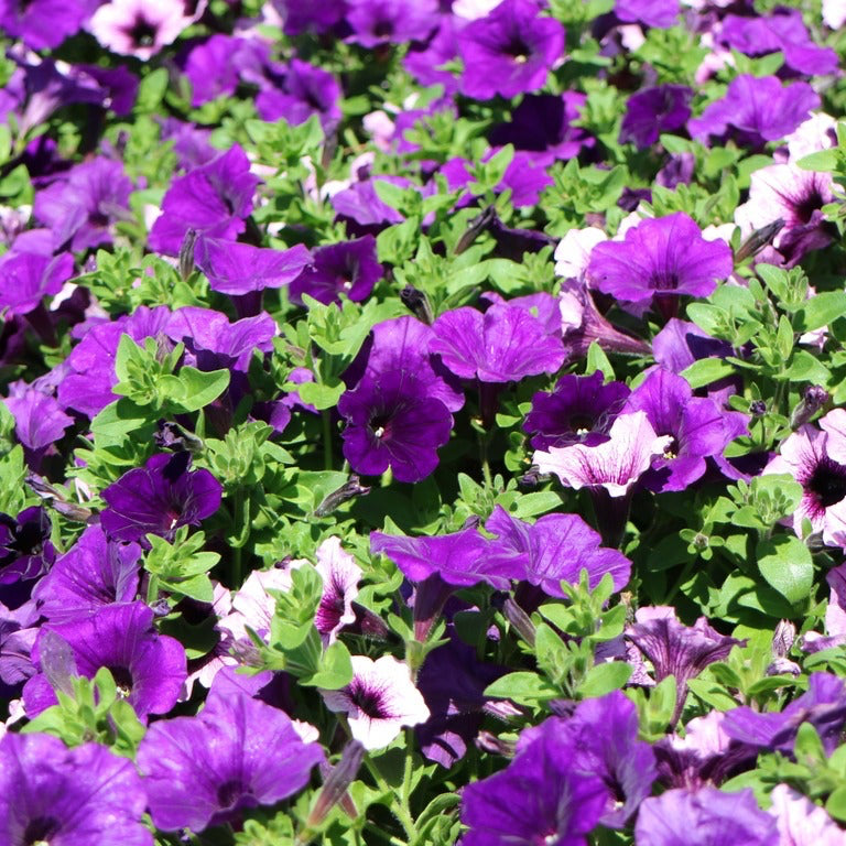 Wave Petunia Seeds – Organic Non-GMO Trailing Flowers for Hanging Baskets