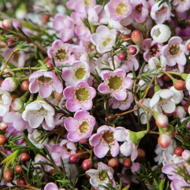 Mixed Wax Flower seeds for Planting - Seasonal Bloomer, Heirloom & GMO Free Seeds for Home Garden