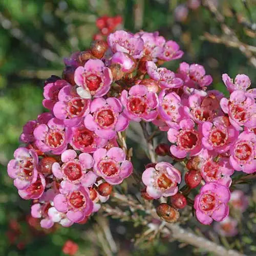 Chamelaucium Flower seeds for Planting Cut Flower Favorite Heirloom & GMO Free Seeds for Home Garden