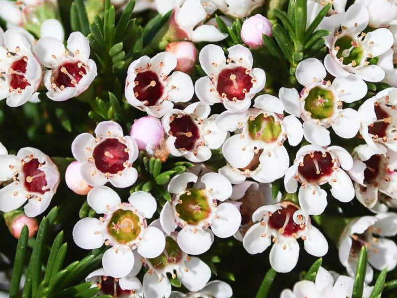 Geraldton Flower seeds for Planting - Colorful Display, Heirloom & GMO Free Seeds for Home Garden