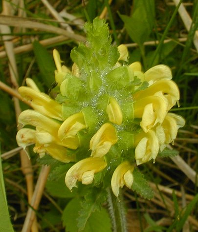 Lousewort Flower seeds for Planting - Perfect for Borders, Heirloom & GMO Free Seeds for Home Garden