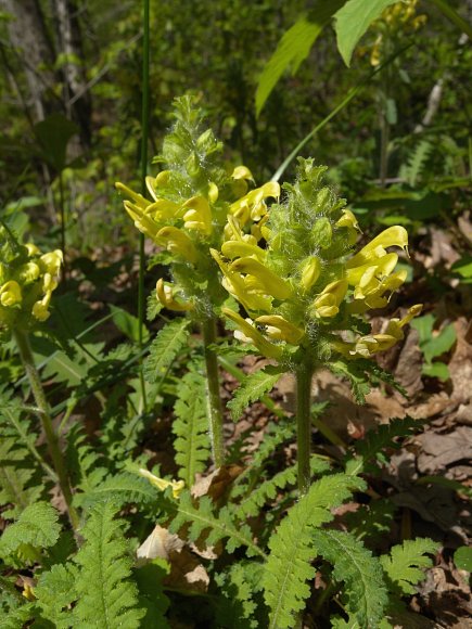 Lousewort Flower seeds for Planting - Perfect for Borders, Heirloom & GMO Free Seeds for Home Garden