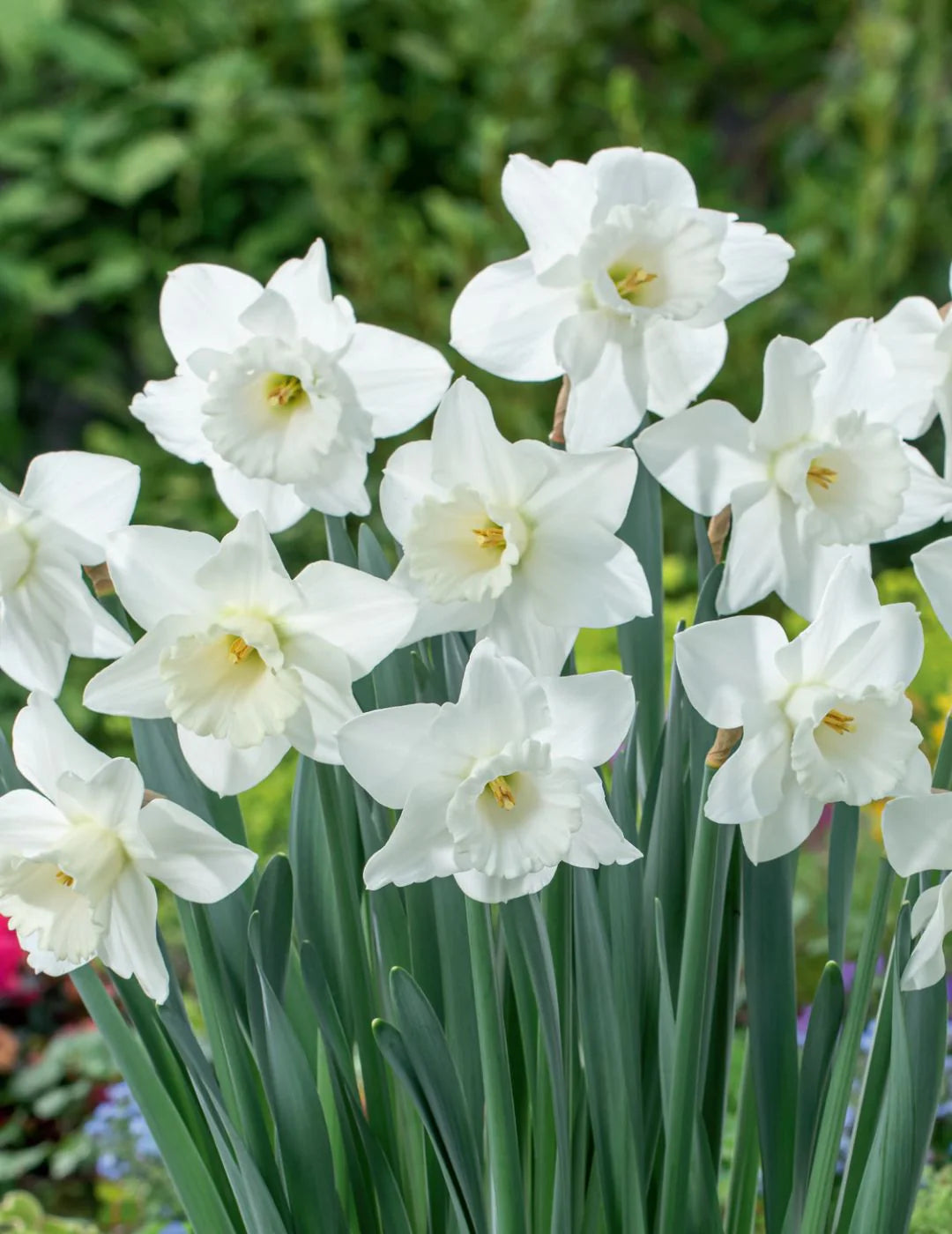 White Daffodil Flower Seeds for Planting Long Bloom Season Heirloom & GMO Free Seeds for Home Garden
 
 Sale