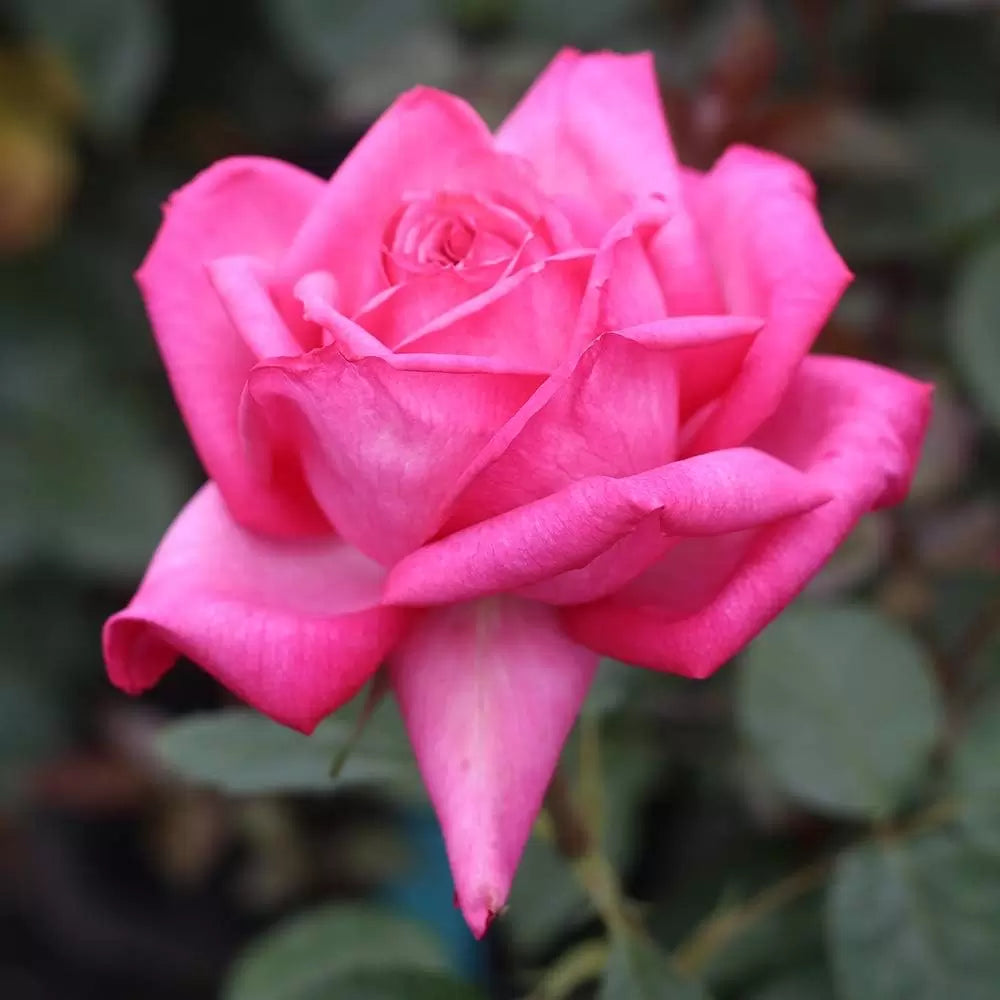 Rose Color Germany Rose Flower Seeds for Planting Perfect for Borders Heirloom & GMO Free Seeds for Home Garden
 
 Sale