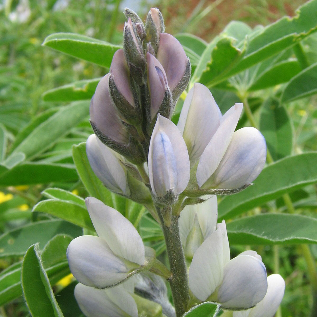 Lupinus Albus Flower seeds for Planting - Long Bloom Season, Heirloom & GMO Free Seeds for Home Garden