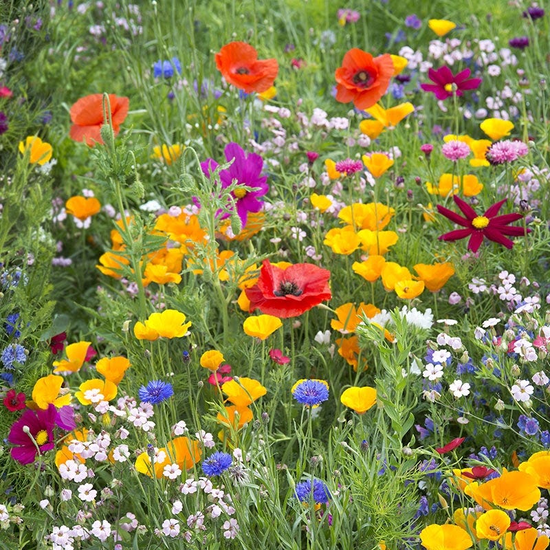 Wildflower Mix Seeds for Colorful, Natural Flower Blooms