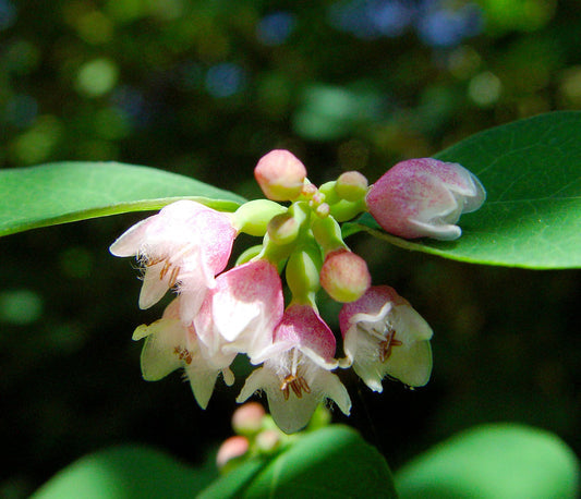 Packet of Western Snowberry shrub seeds for planting
