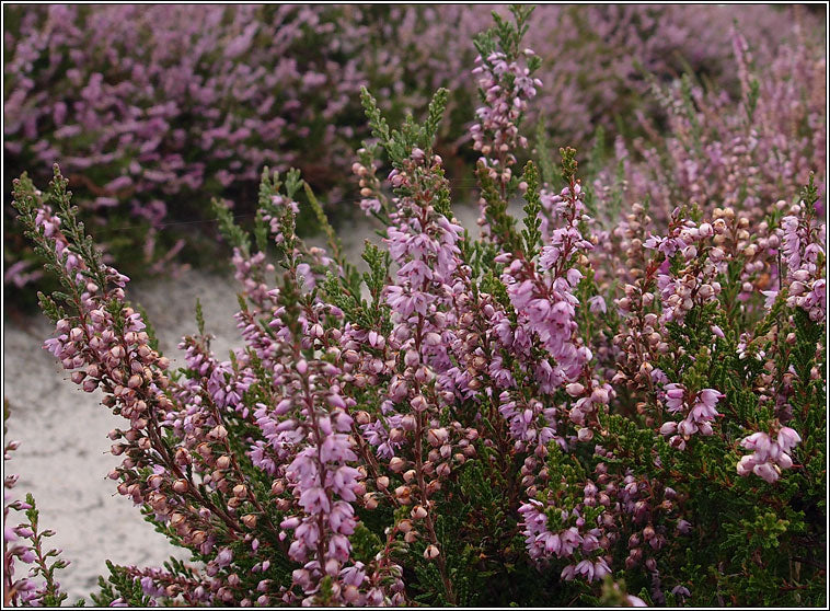 Violet Calluna Flower seeds for Planting - Drought Tolerant, Heirloom & GMO Free Seeds for Home Garden