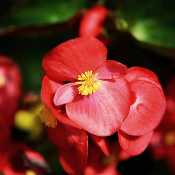 Begonia Flower seeds for Planting - Shade Tolerant, Heirloom & GMO Free Seeds for Home Garden