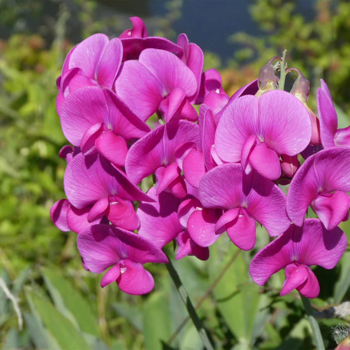 Violet Lathyrus Odoratus Flower seeds for Planting - Shade Tolerant, Heirloom & GMO Free Seeds for Home Garden