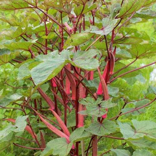 Burgundy Vegetable Seeds for Planting for Planting, Premium Seeds | Heirloom Non-GMO