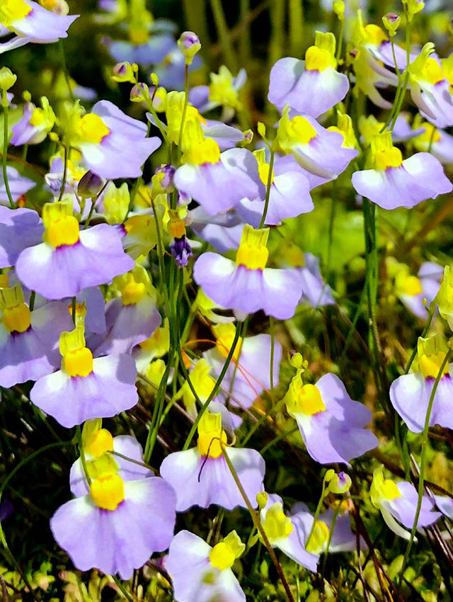 Blue Utricularia Flower seeds for Planting - Seasonal Bloomer, Heirloom & GMO Free Seeds for Home Garden