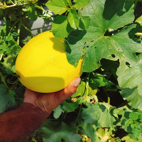 Yellow Muskmelon Fruit Planting Seeds