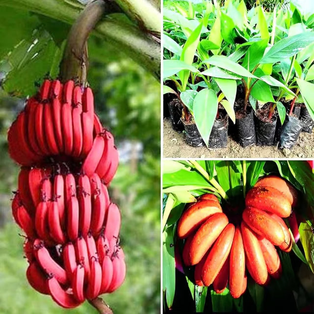 Red Banana Planting Seeds - Grow Exotic Tropical Fruit in Your Garden