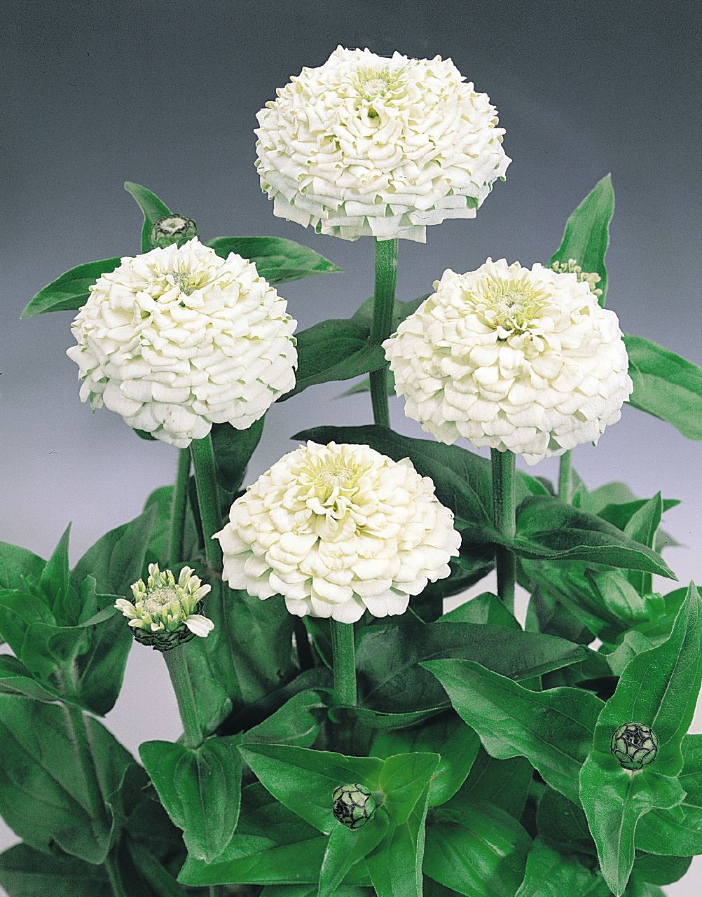 White Oklahoma Flower seeds for Planting - Vibrant Colors, Heirloom & GMO Free Seeds for Home Garden