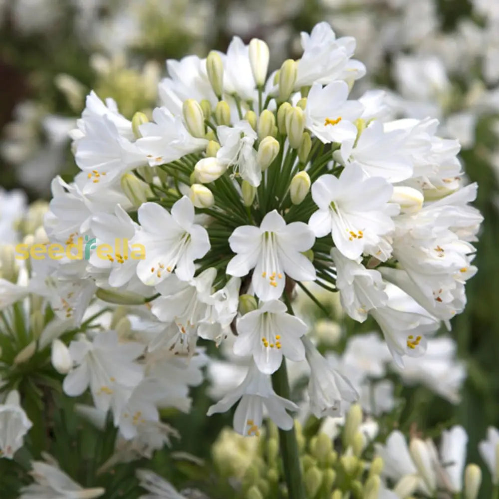 White Agapanthus Flower Seeds For Planting - Stunning Perennial Blooms