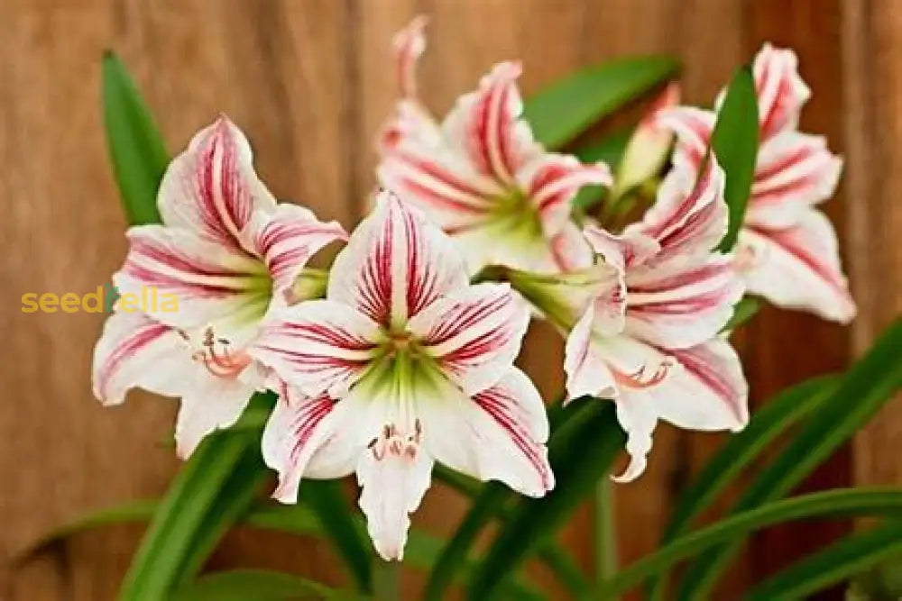 White Amaryllis Seeds For Planting Plant Seeds