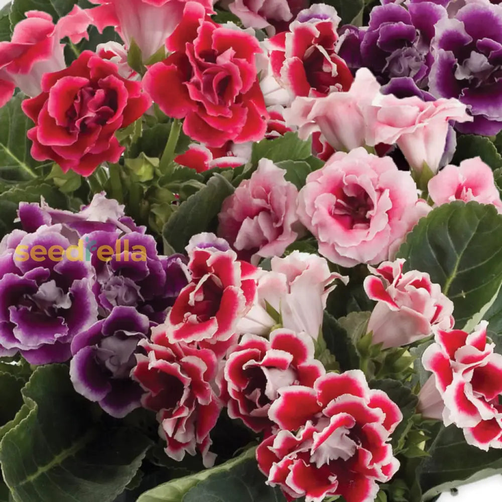 White And Pink Gloxinia Seeds For Planting Flower