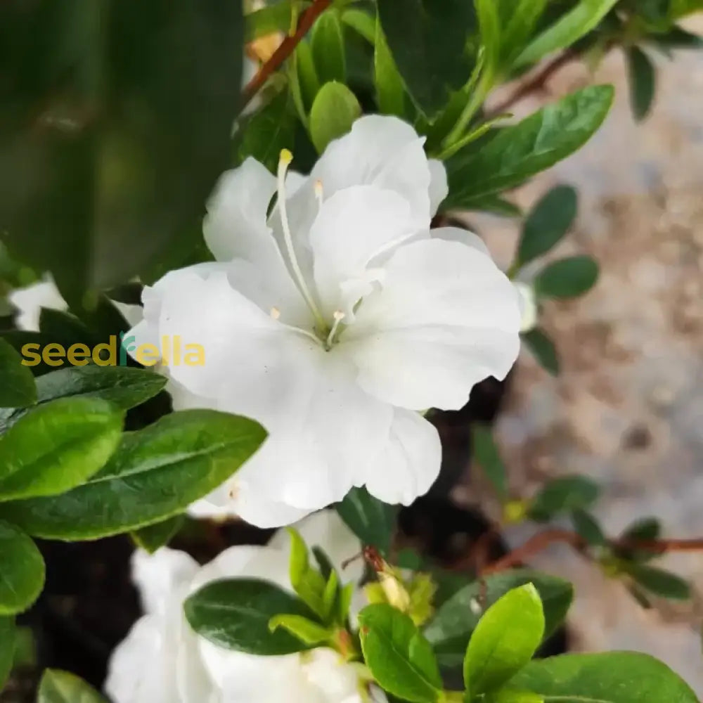 Buy White Azalea Tree Seeds for Beautiful Garden Planting - Seeds for ...