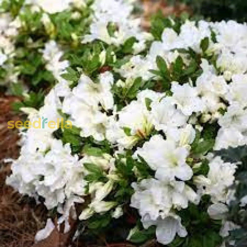 Buy White Azalea Tree Seeds for Beautiful Garden Planting - Seeds for ...
