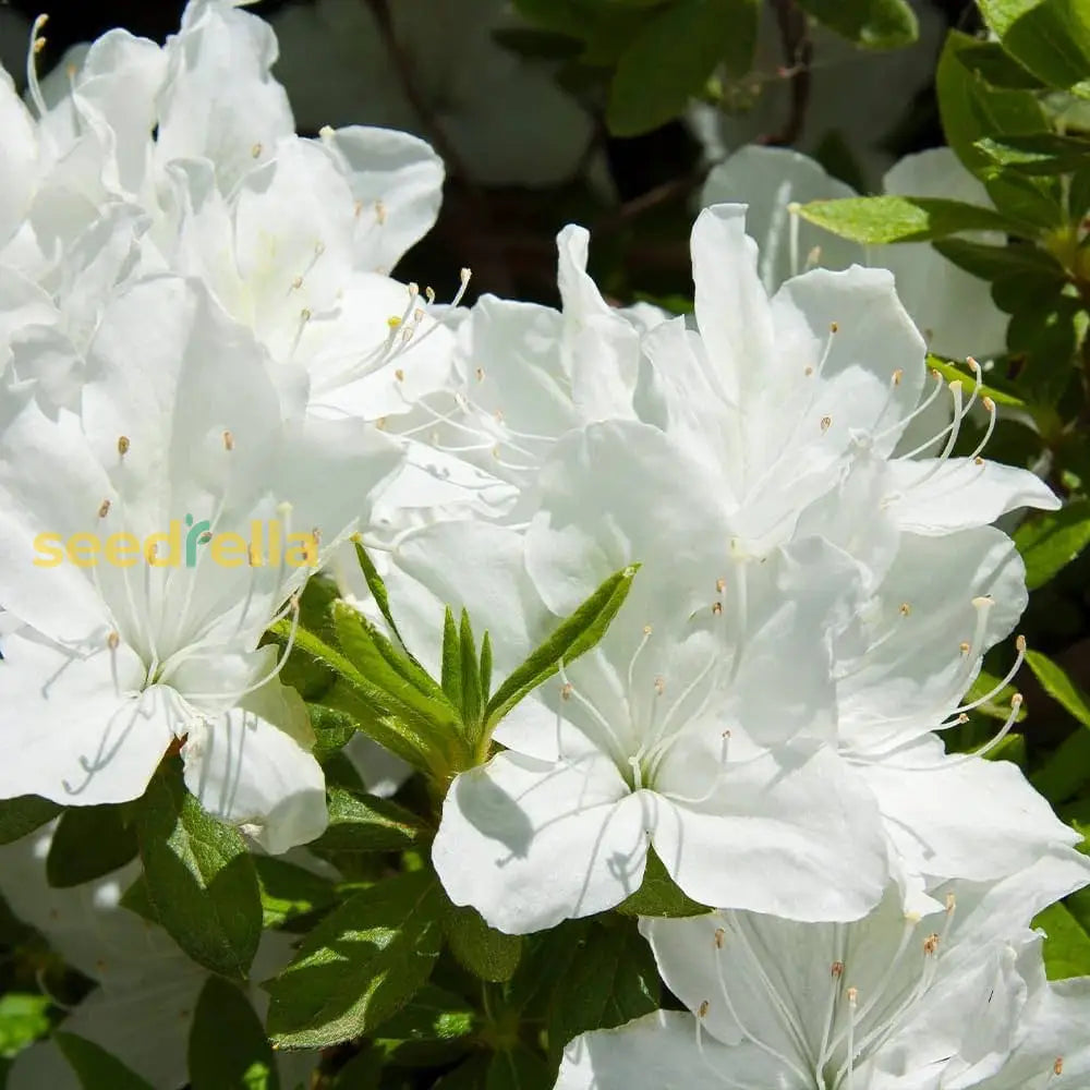 Buy White Azalea Tree Seeds for Beautiful Garden Planting - Seeds for ...