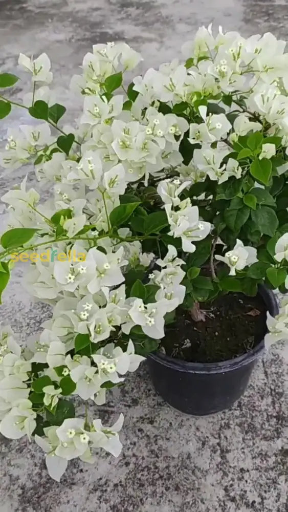 White Bougainvillea Kousa Flower Seeds For Planting | Elegant Flowering Beautiful Gardens