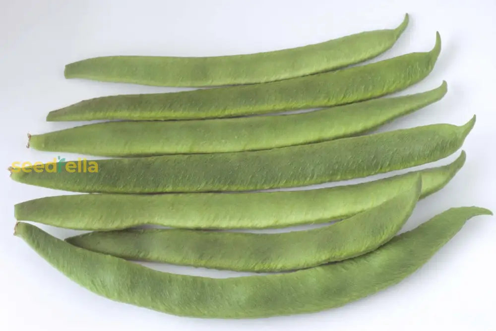 White Cannellini Bean Seeds - Ideal For Planting