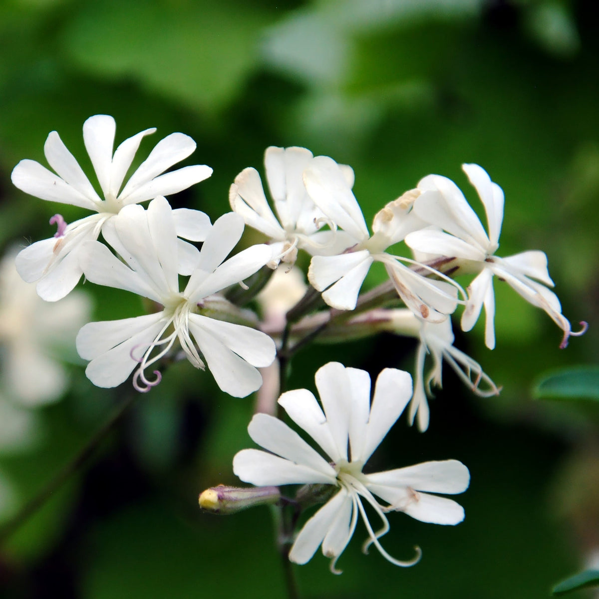 Catchfly Seeds – White Catchfly Seeds for Easy Garden Planting
