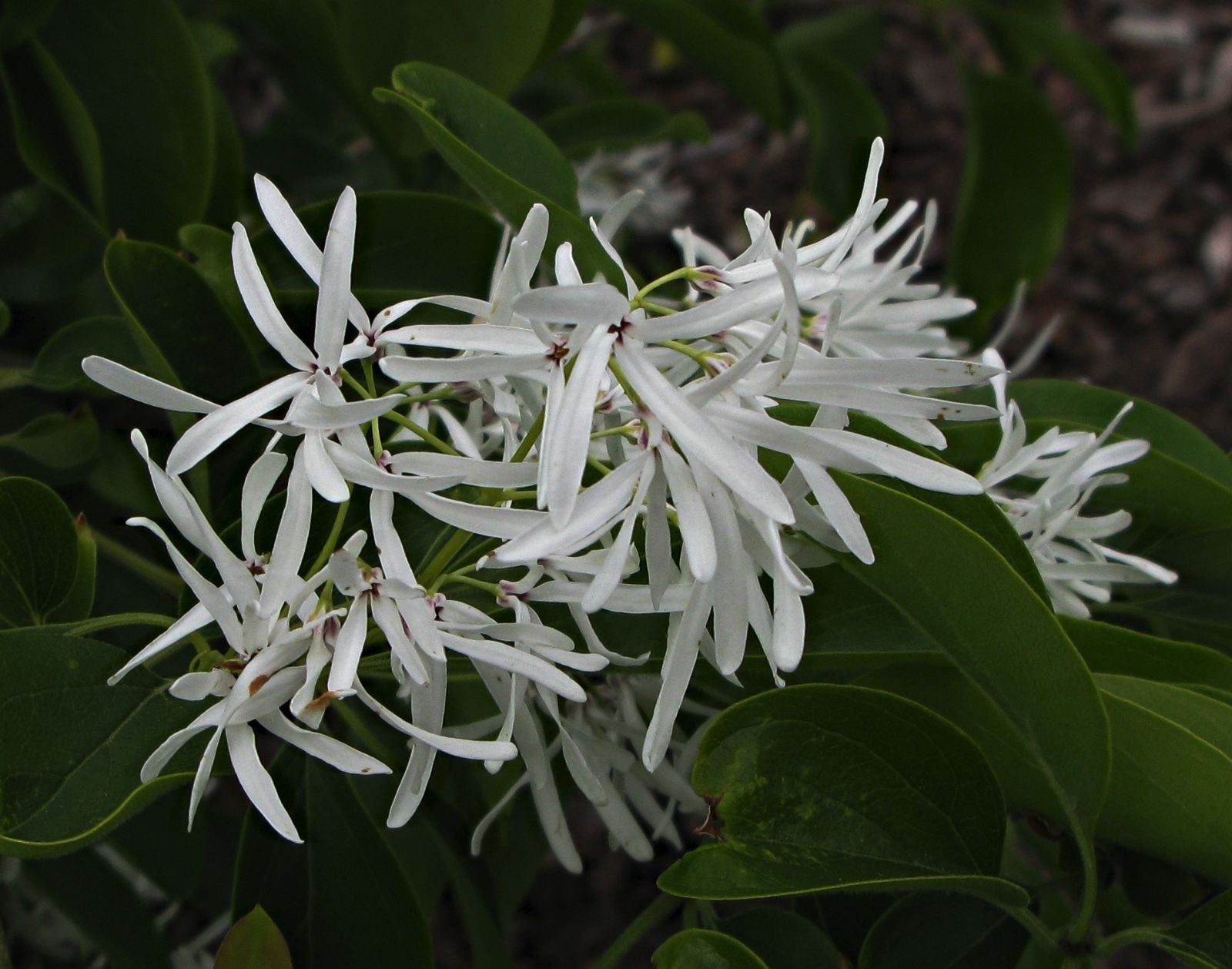 White Chionanthus Retusus Tree Seeds for Planting