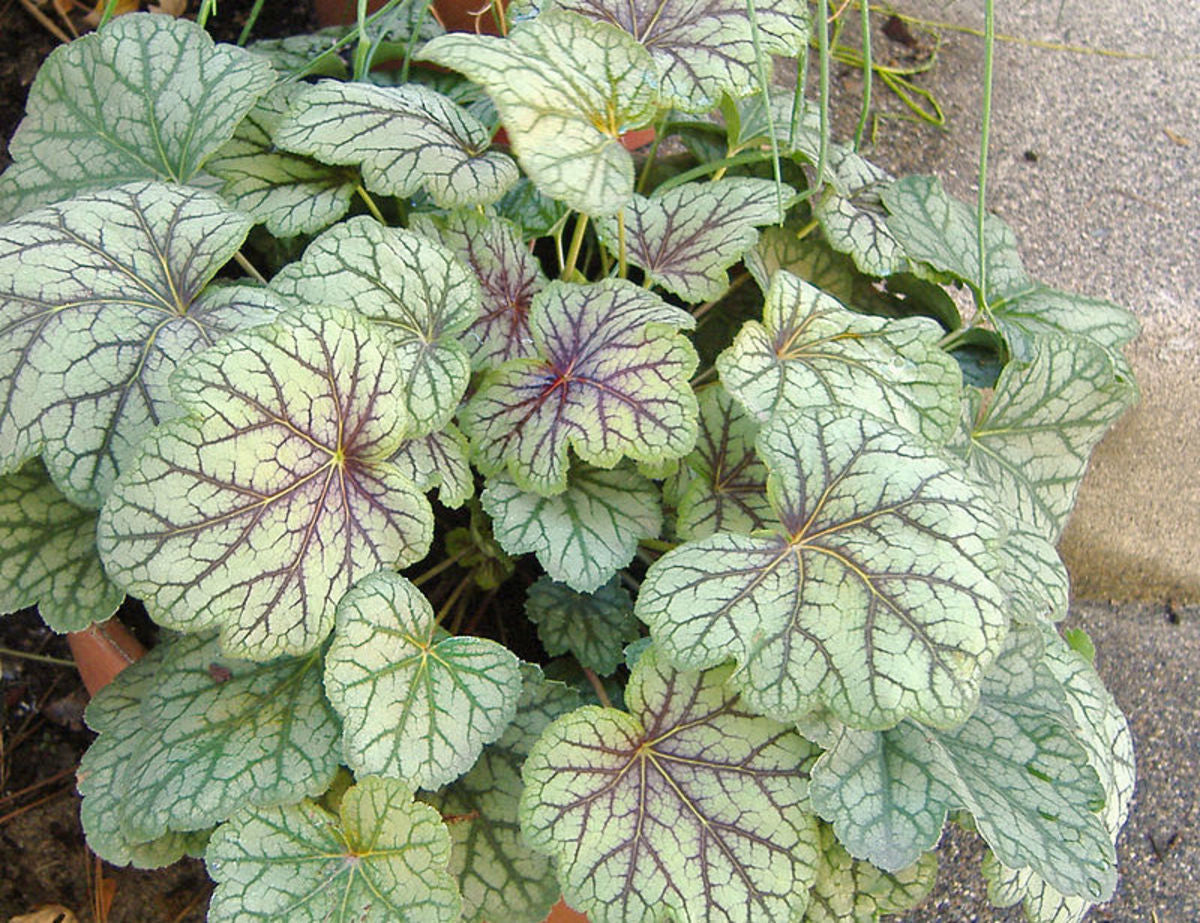 White Coral Bells Seeds for elegant garden planting