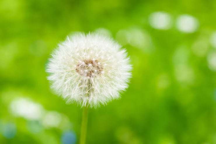 White Dandelion Flower seeds for Planting - Colorful Display, Heirloom & GMO Free Seeds for Home Garden